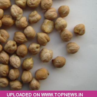 chana