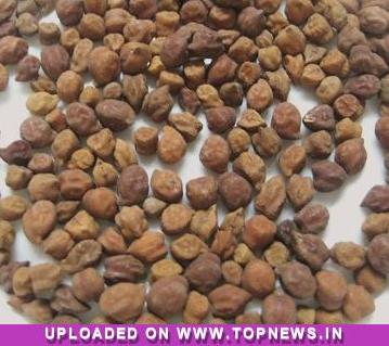 Commodity Trading Tips for Chana by KediaCommodity