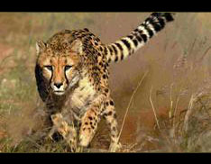 8yr-old cheetah set new world record running 100 metres in 6.13 secs!