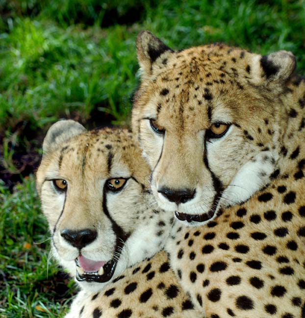 Cheetahs Ears