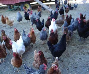 26 chickens were beheaded in mysterious conditions