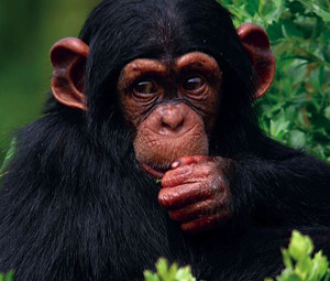 Chimps use tools to cut up their food