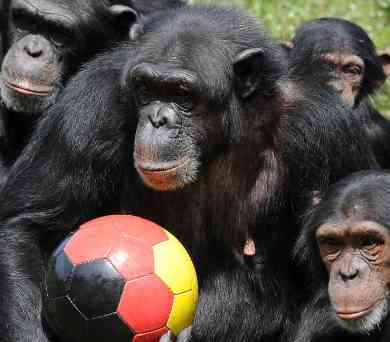 Chimpanzee