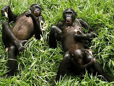 Chimpanzees