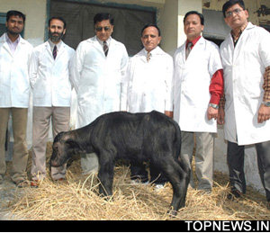 Indian scientists clone buffalo, report says 