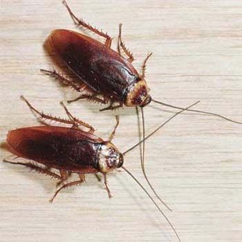 Cockroaches Recommend Good Food To Each Other: Study