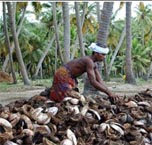 Coconut farmers defy government ban on production of ''Toddy''