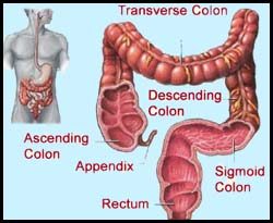 How two genes promote colon cancer’s growth