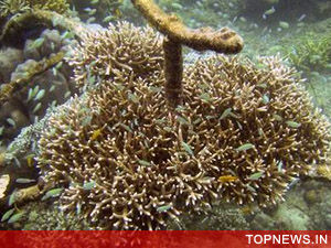 Coral reefs found growing at a depth of thousand meters in the Atlantic Ocean