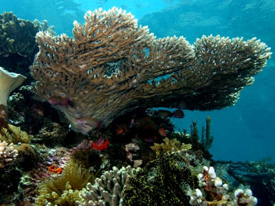 Coral growth rate dropped