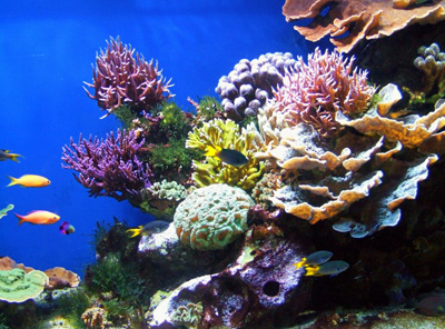 Coral-reef-survival