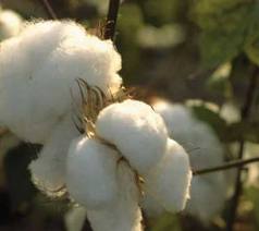 Cotton-Surplus