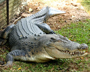 Crocodile rescued from Bijnore shop