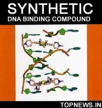 New DNA binding compound could pave way for novel antibiotics