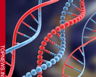 Scientists use DNA to study migration of threatened whale sharks