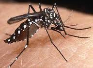Delhi Mayor knocked down with chikungunya