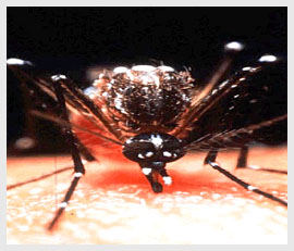 Delhi steps up measures to contain dengue