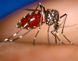 30 new dengue cases in Delhi take total to 913