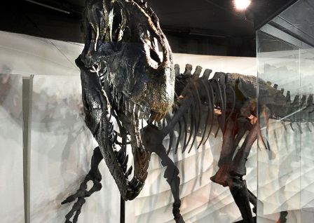 Dino-fossil-Ebenezer.