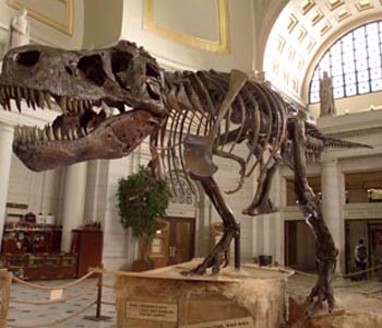 'Largest ever' 7 times T-rex sized dinosaur skeleton found in Argentina