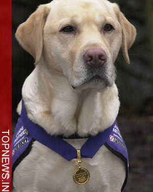 Dog that died saving children to get animal bravery award