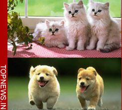 Lovey-dovey cat and dog raising litter of puppies together!