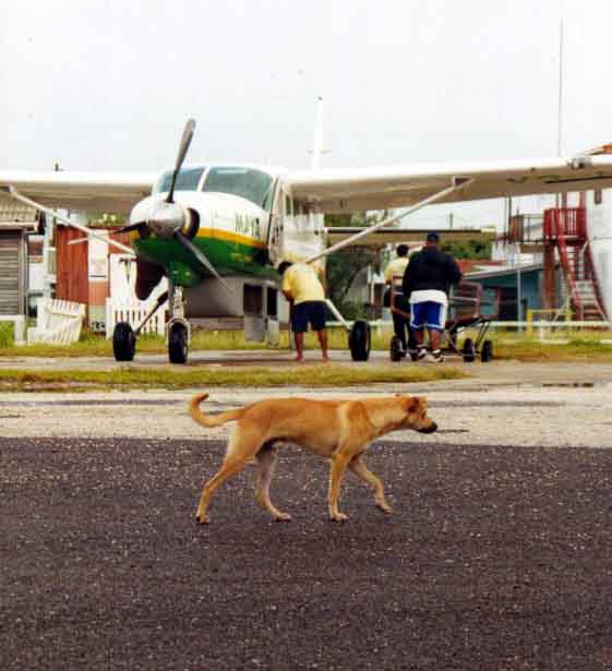 Dog-On-Runway