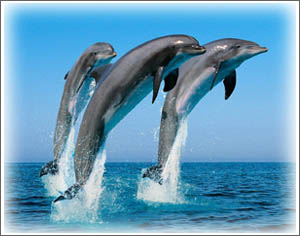 Mekong+dolphin+population