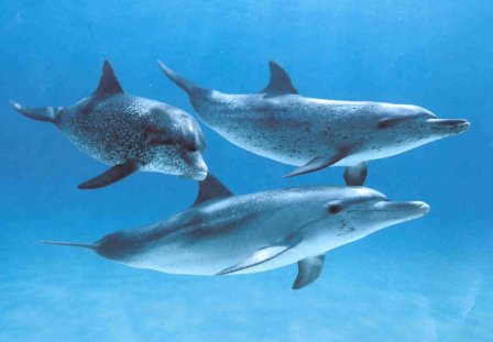 Dolphins