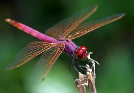 Dragonflies