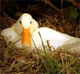 Duck heist leaves one dead in Thailand