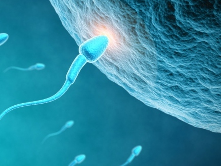 Sparks fly' when egg meets sperm