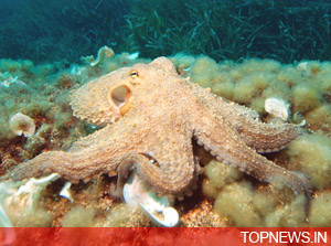 Eight-armed animals colonized world’s oceans before dinosaurs