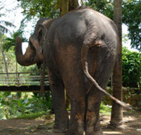 Elephant depredations may force shutdown of Assam tea plantations