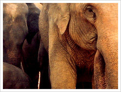 Elephant dung: Source of livelihood, mosquito repellan