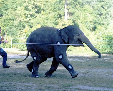 Elephants are able to walk as well as run at high speeds: Analysts