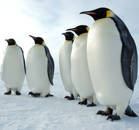 Emperor penguins are more willing to relocate