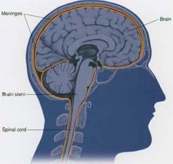 Scientists identify how meningitis bacteria invade the brain