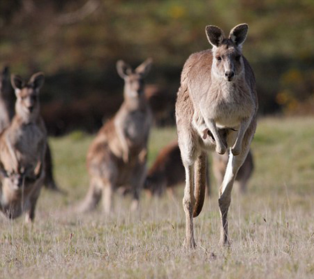 Extinct kangaroos