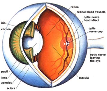 Eye cells deemed to be retinal stem cells are actually normal adult cells