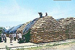 610,000 tonne paddy procured in Punjab 