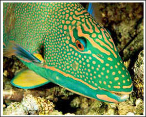 Fish are closer to humans’ way of thinking than previously believed