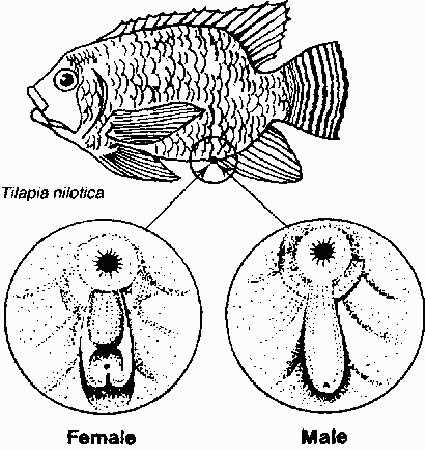 When male fish turn female!