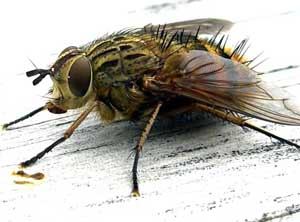 Flies' eyes hold secrets to robotic flight