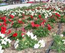  Floriculture business a boon in Nagaland