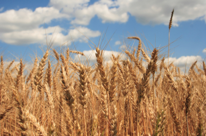 Foodgrain production