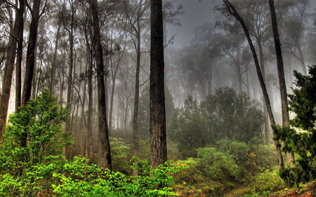 Forests stabilised Earth's CO2 levels millions of years ago