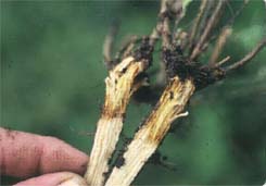 frost have caused extensive damage to standing crops