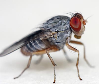 Fruit-fly-gene