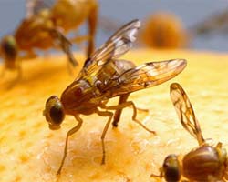 Protein ‘Sestrin’ Hinders Ageing In Fruit Flies